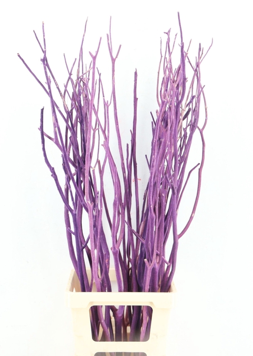 <h4>MITSUMATA H%</h4>