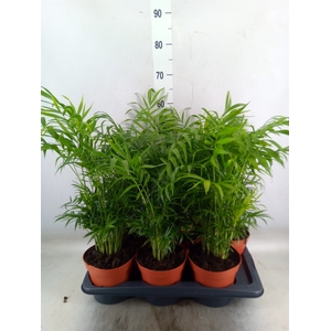 Chamaedorea elegans