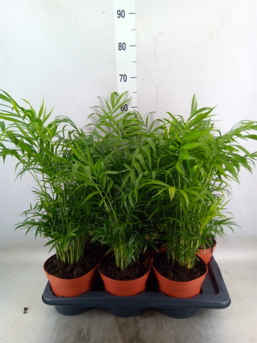 <h4>Chamaedorea elegans</h4>