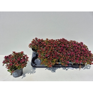 SEDUM SPU SPOT D ROS