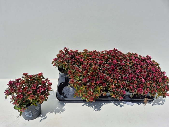 <h4>SEDUM SPU SPOT D ROS</h4>