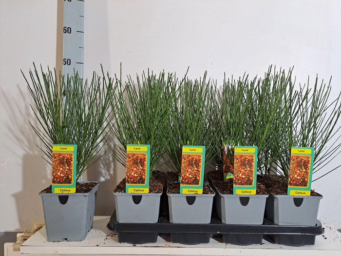 <h4>Cytisus Lena</h4>