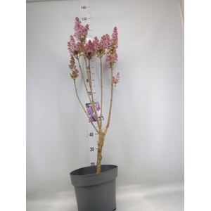 Syringa vulg. 'Lavaliensis'