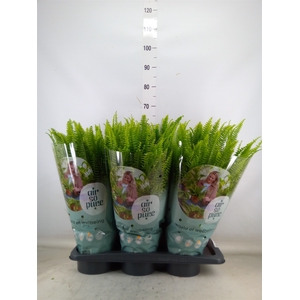 Nephrolepis exal. 'Green Lady'