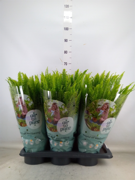 <h4>Nephrolepis exal. 'Green Lady'</h4>