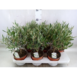 Olea europaea
