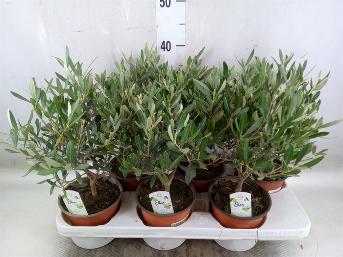 <h4>Olea europaea</h4>