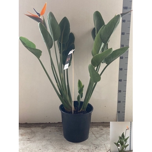 STRELITZIA REGIN BL