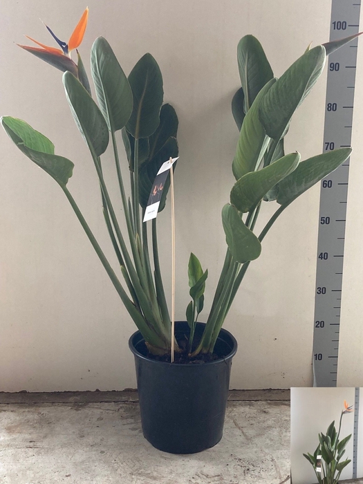 <h4>STRELITZIA REGIN BL</h4>