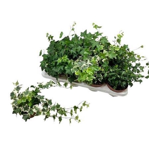 Hedera Mix 3 Soorten