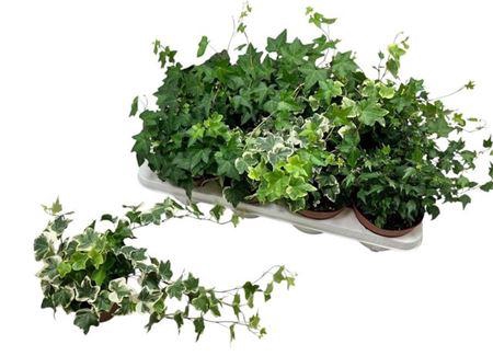 <h4>Hedera Mix 3 Soorten</h4>