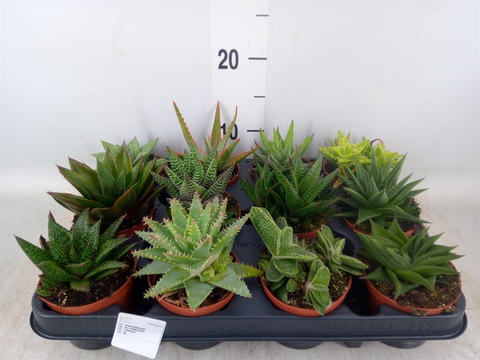 <h4>Aloe   ...mix</h4>