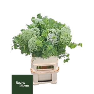 AMMI VISNAGA