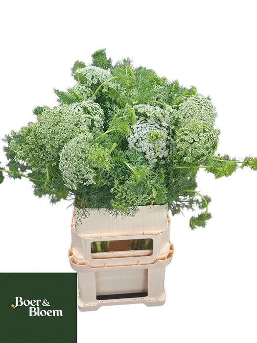 <h4>AMMI VISNAGA</h4>