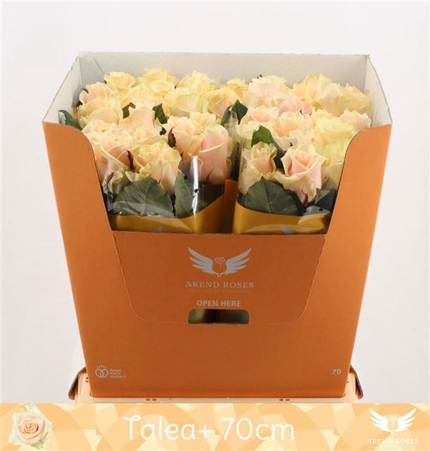 R GR TALEA+