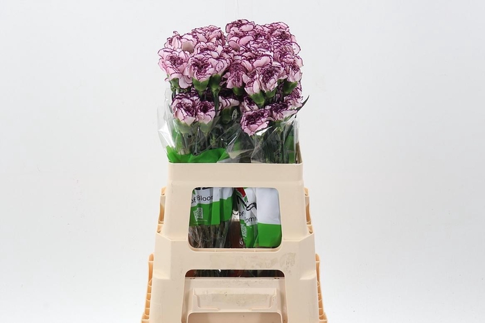 <h4>Di St Damascus 60cm</h4>