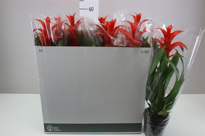 <h4>Guzmania Allura</h4>