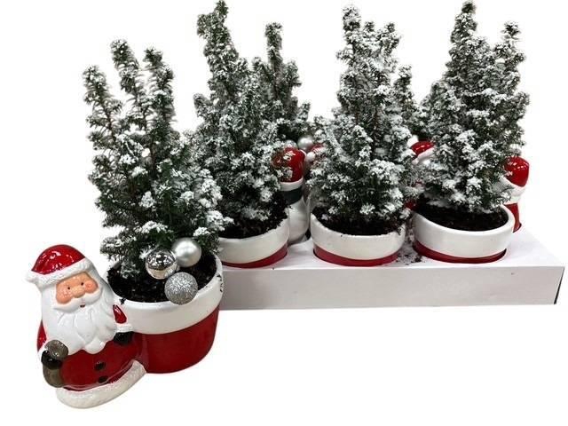 <h4>KERSTBOOM VERSIERD</h4>