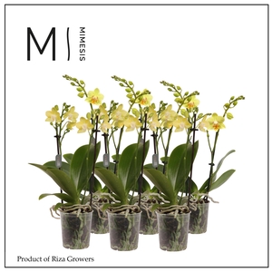 Phalaenopsis Yellow 2 spike - 9cm | Mimesis