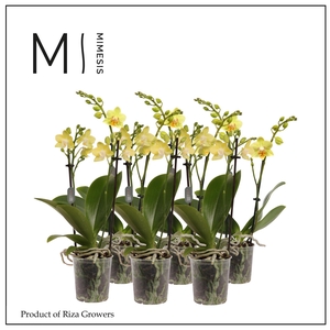 Phalaenopsis Yellow 2 spike - 9cm | Mimesis