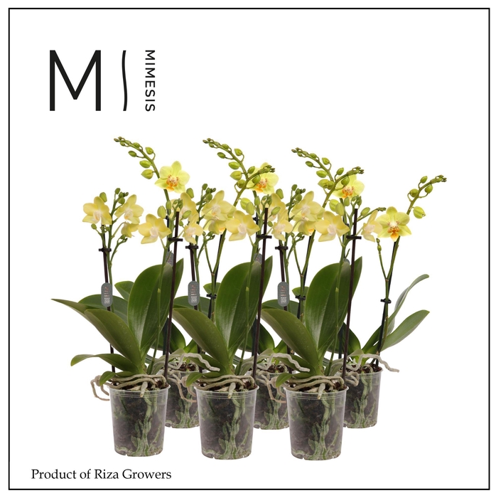 <h4>Phalaenopsis Yellow 2 spike - 9cm | Mimesis</h4>
