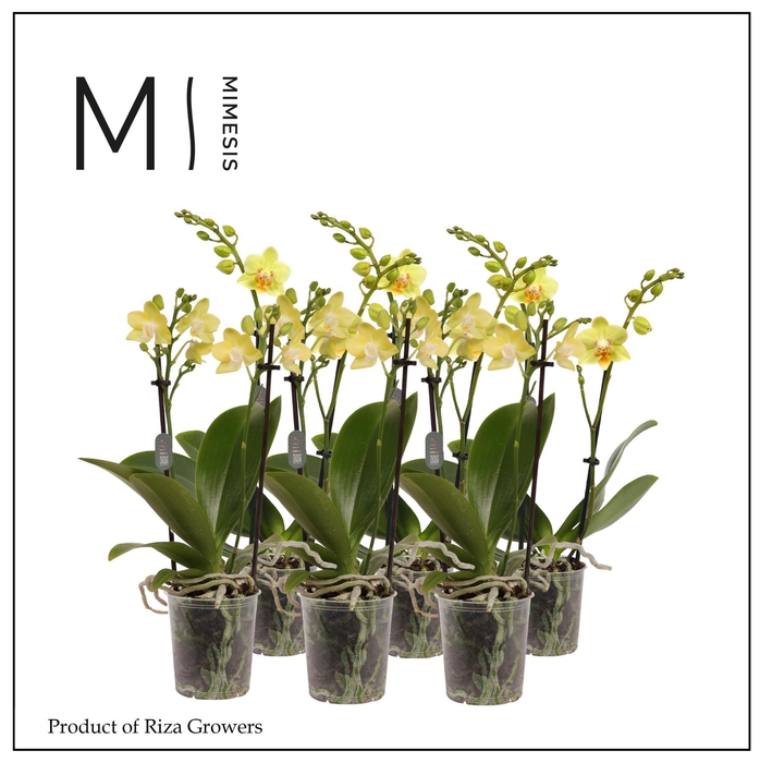 <h4>Phalaenopsis Yellow 2 spike - 9cm | Mimesis</h4>
