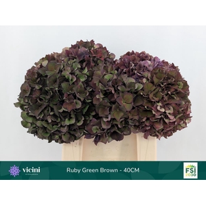 Hydrangea mag ruby red classic purple
