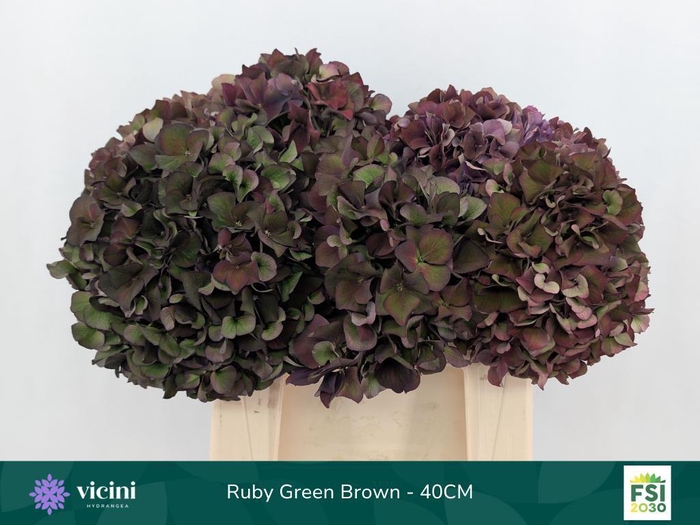<h4>Hydrangea mag ruby red classic purple</h4>