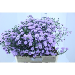 ASTER PLUS 070 CM MIN 20 GRAMAS LILAS
