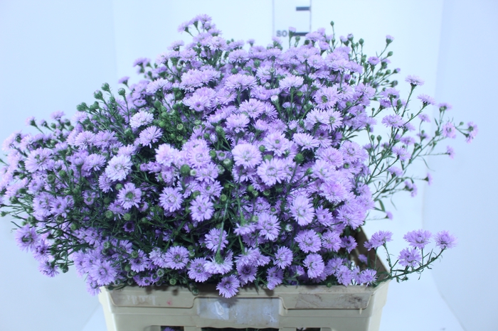 ASTER PLUS 070 CM MIN 20 GRAMAS LILAS