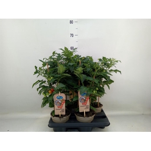 Solanum lycopersicum   ...