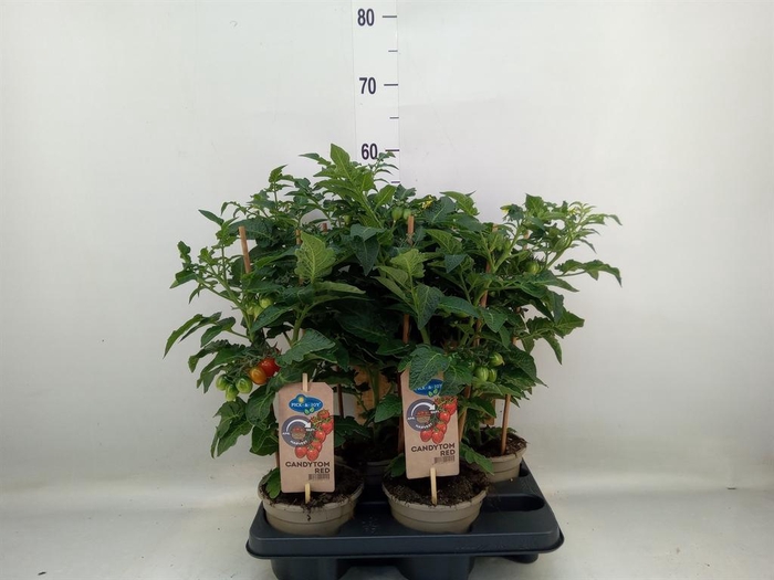 <h4>Solanum lycopersicum   ...</h4>