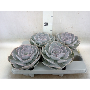 Echeveria  'Pollux'