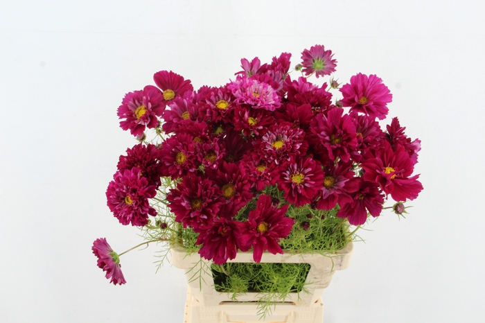 <h4>COSMOS BIPINNATUS PURPLE</h4>
