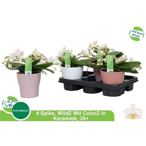 Phal Ov Wit Table Orchids 4 Branches 35+40% Vertak