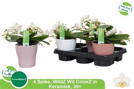 <h4>Phal Ov Wit Table Orchids 4 Branches 35+40% Vertak</h4>