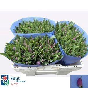 <h4>TU EN POWERPOINT</h4>