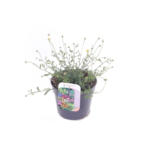 Erigeron karvinskianus Blütenmeer