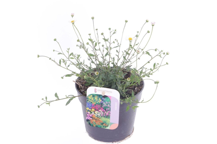 <h4>Erigeron karvinskianus Blütenmeer</h4>