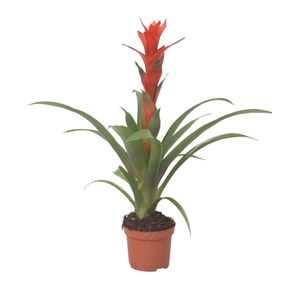 Guzmania Ostara