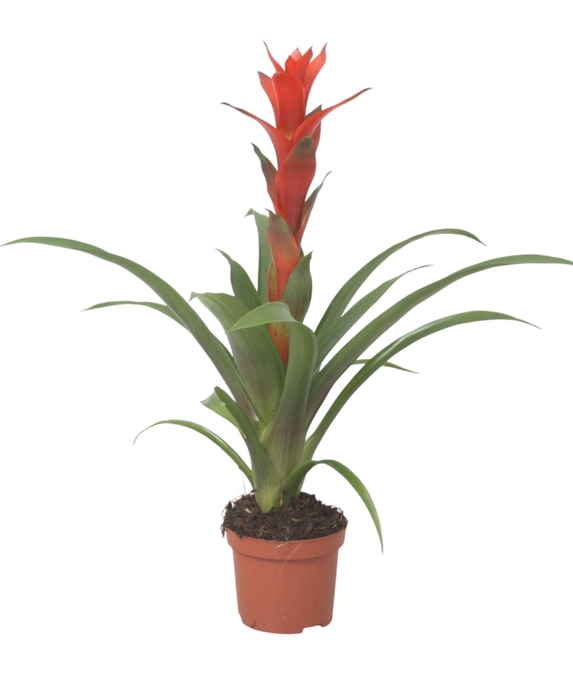<h4>Guzmania Ostara</h4>