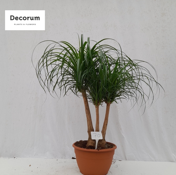 <h4>Beaucarnea vertakt op nummer 70</h4>