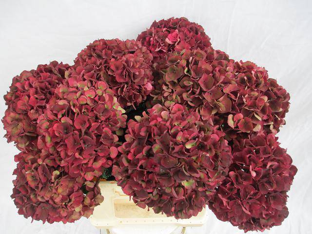 <h4>HYDR M MAG RUBYRD CL</h4>