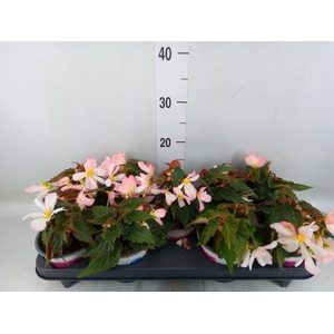 Begonia boliv. 'Angel Pink'