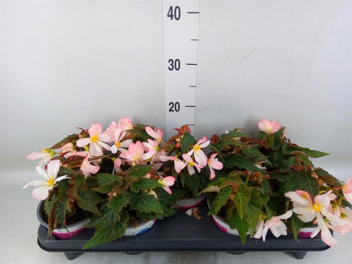 <h4>Begonia boliv. 'Angel Pink'</h4>