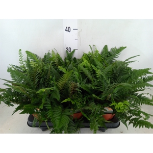 Polystichum tsussimense