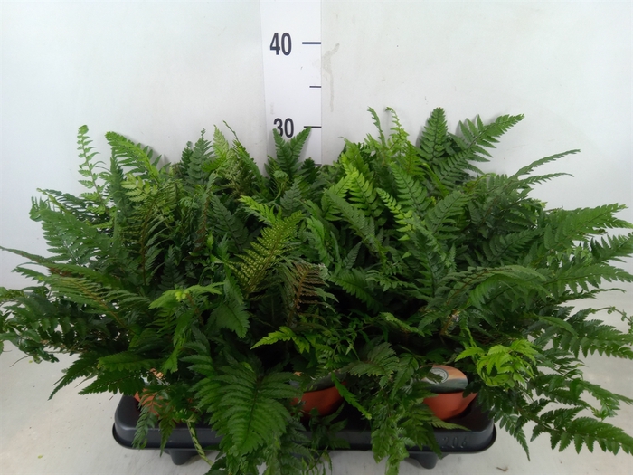 <h4>Polystichum tsussimense</h4>