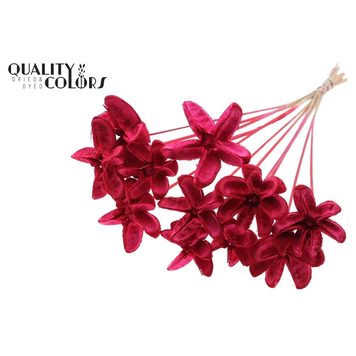 <h4>Rambutan without needles Red</h4>