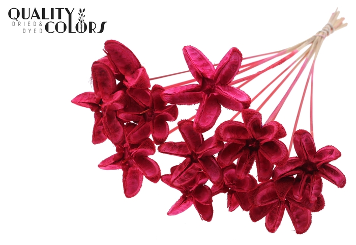 Rambutan without needles Red