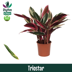 Calathea 14cm Triostar - Rhythm of Nature (Stromanthe)